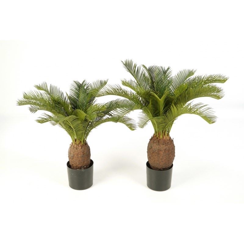 Cycas plant in pot