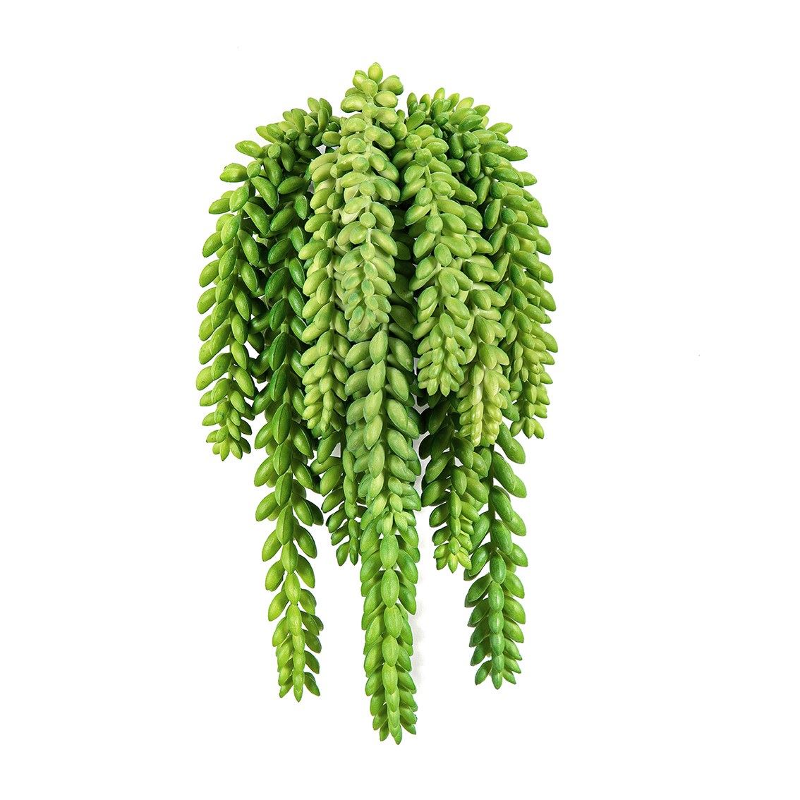Sedum Morganianum - Brandvertragend