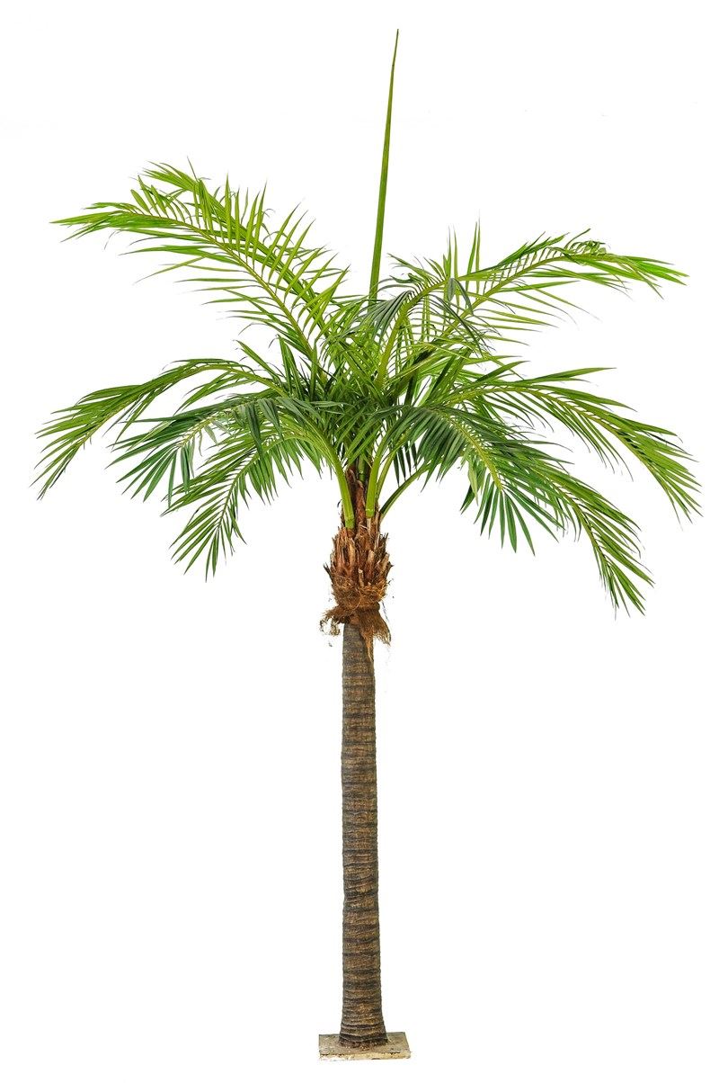 Giant Phoenixpalm