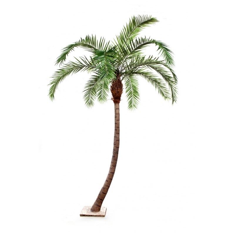 Phoenix curved palm tree
