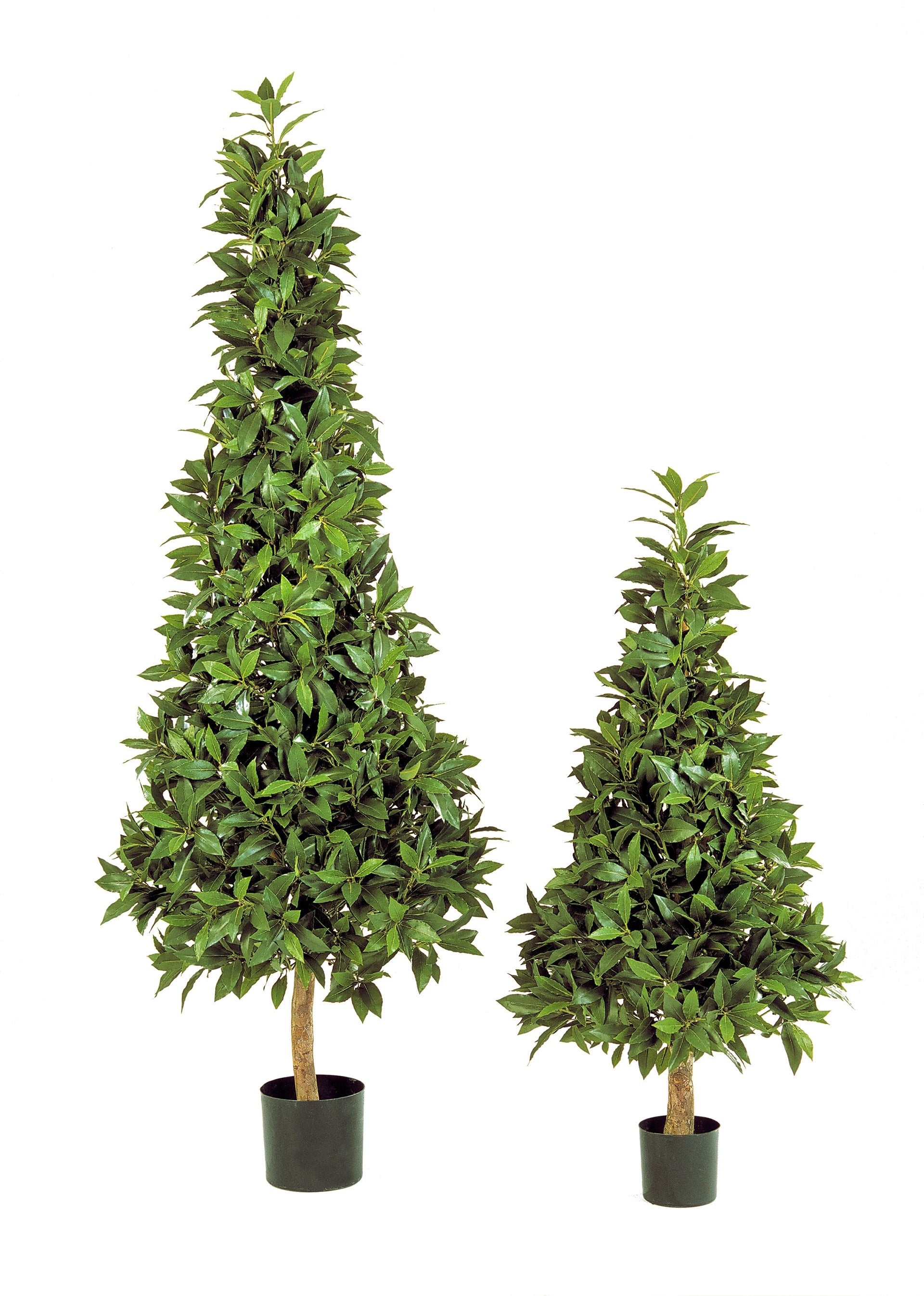 Lorbeerpyramide auf Holzstamm
