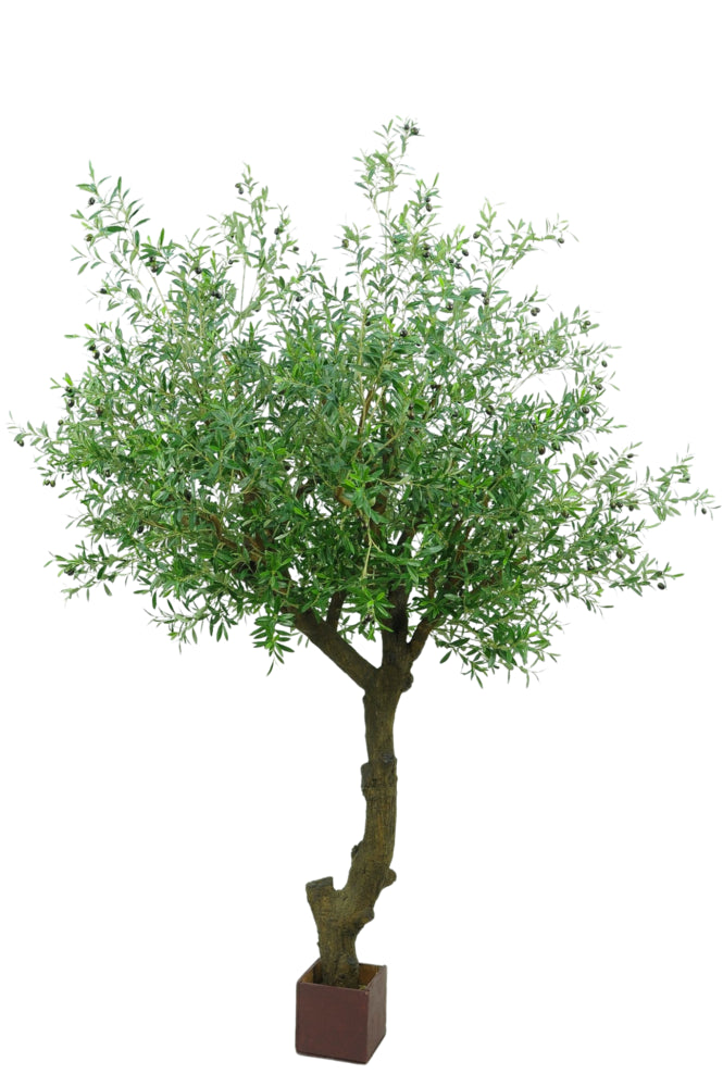 kunst olivenbaum groß Geschwungener Olivenbaum mit Oliven