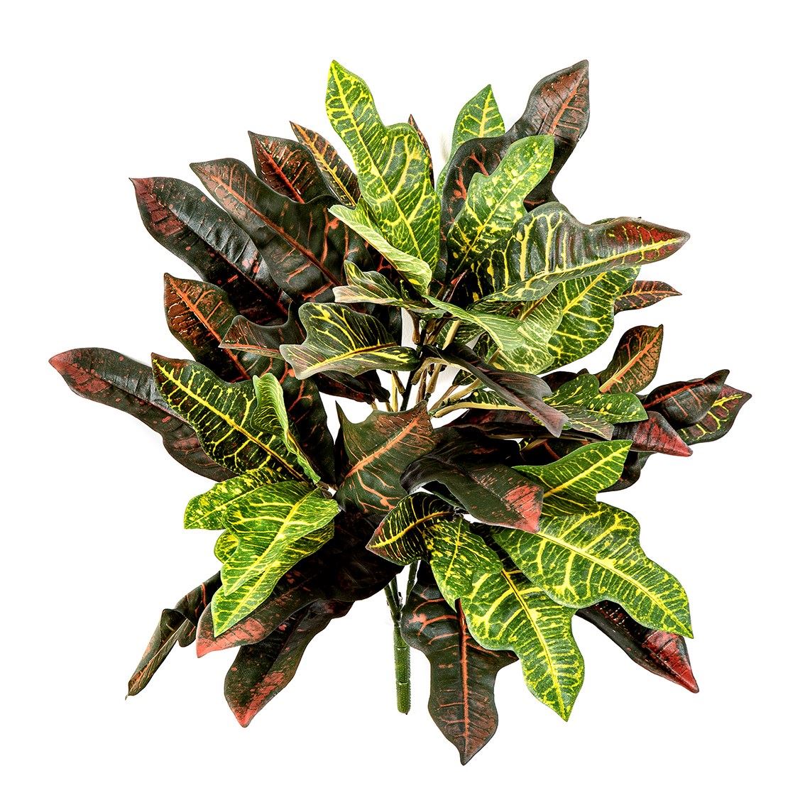 Croton Bush - Brandvertragend