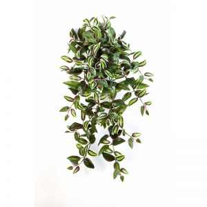 Wandering Jew Hanging Plant