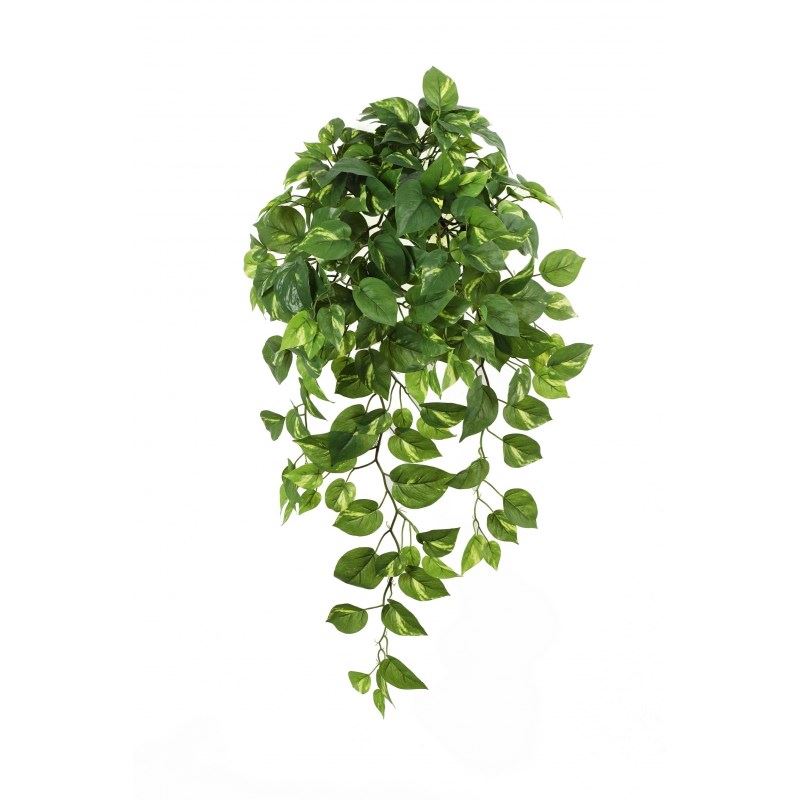 Pothos hangplant