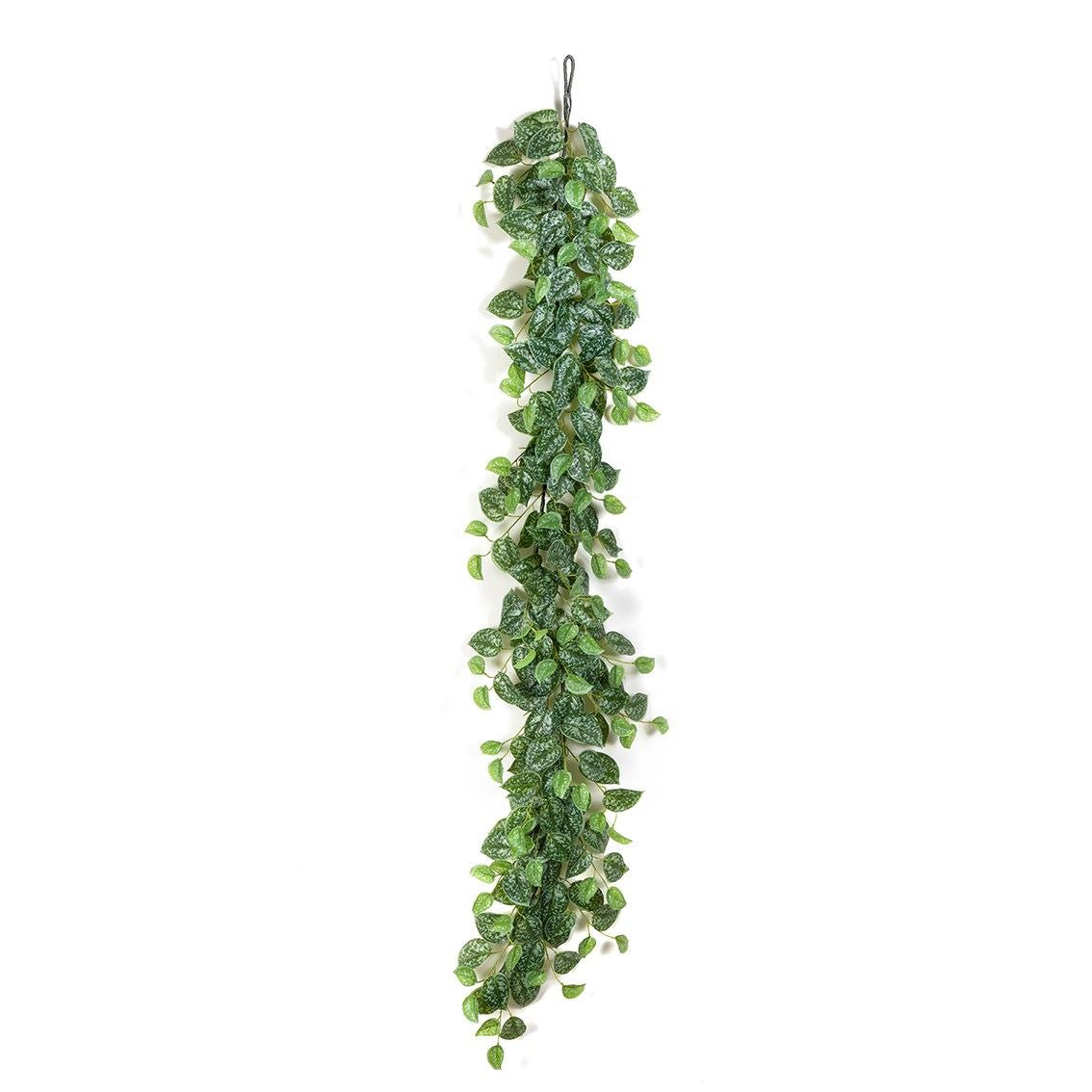 Scindapsus Garland hangplant