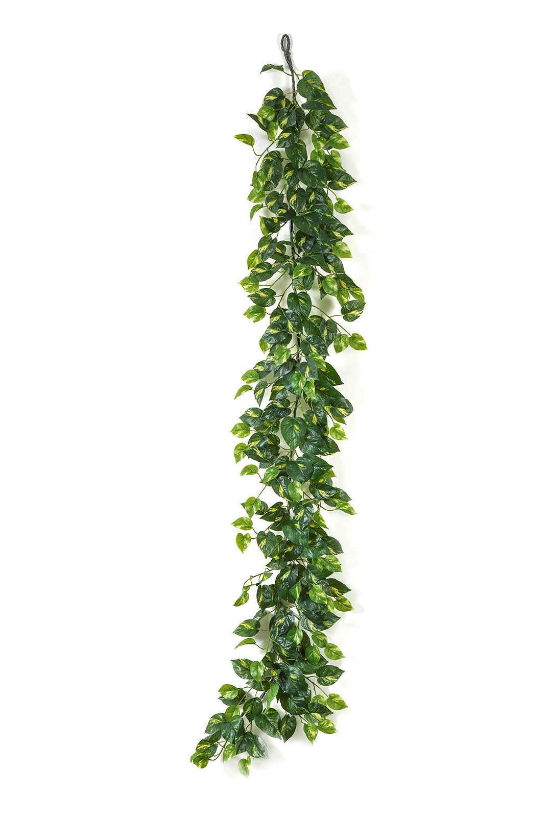 Pothos Garland hangplant