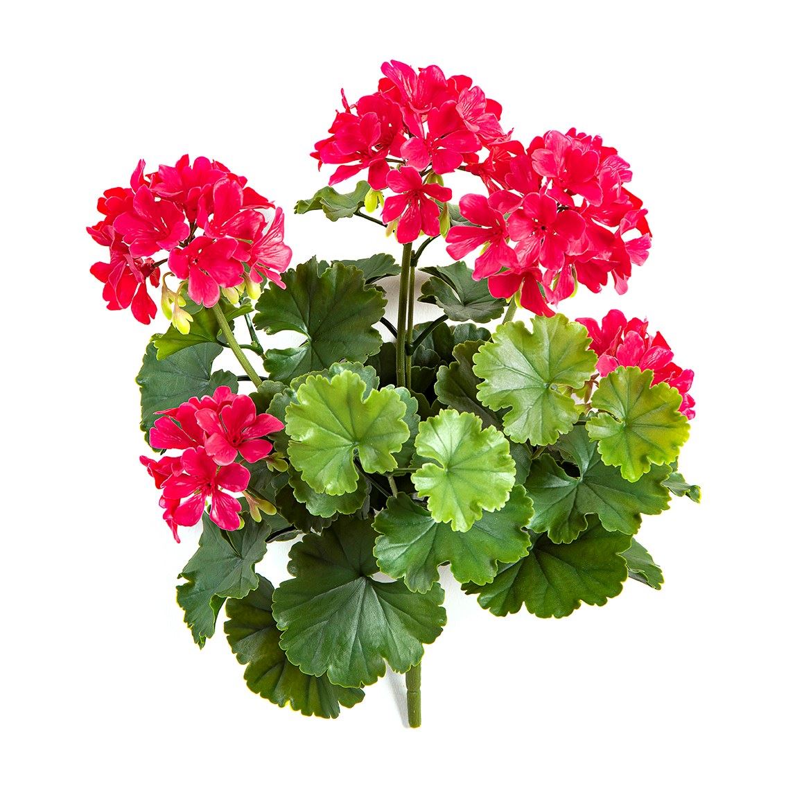 Geranium Bush Violet - UV-werend