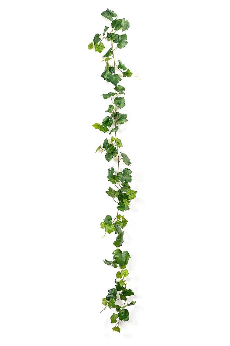 Grape Ivy Vine Green hangplant