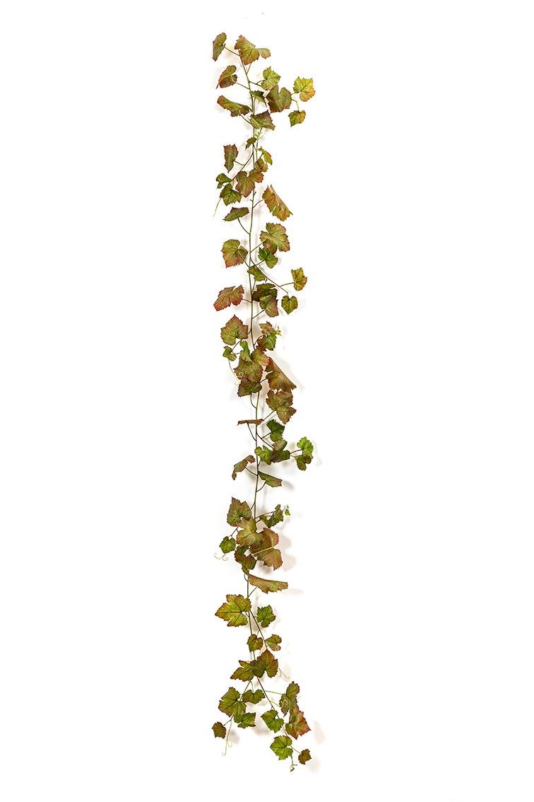 Grape Ivy Vine Autumn hangplant