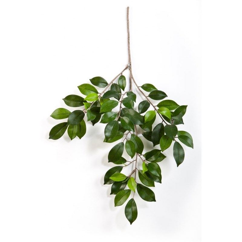 Ficus Folia