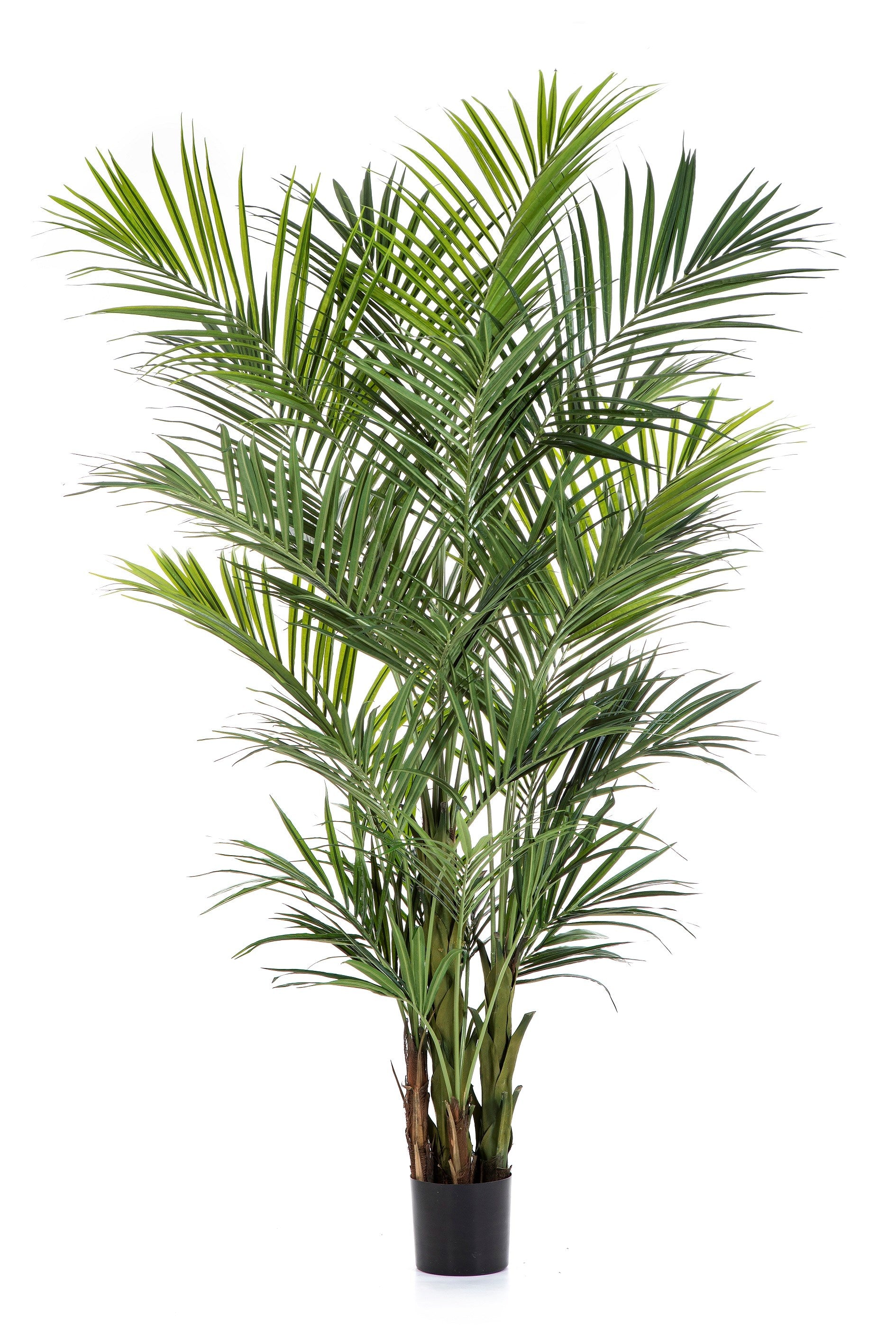 Natural Kentia kunstpalm