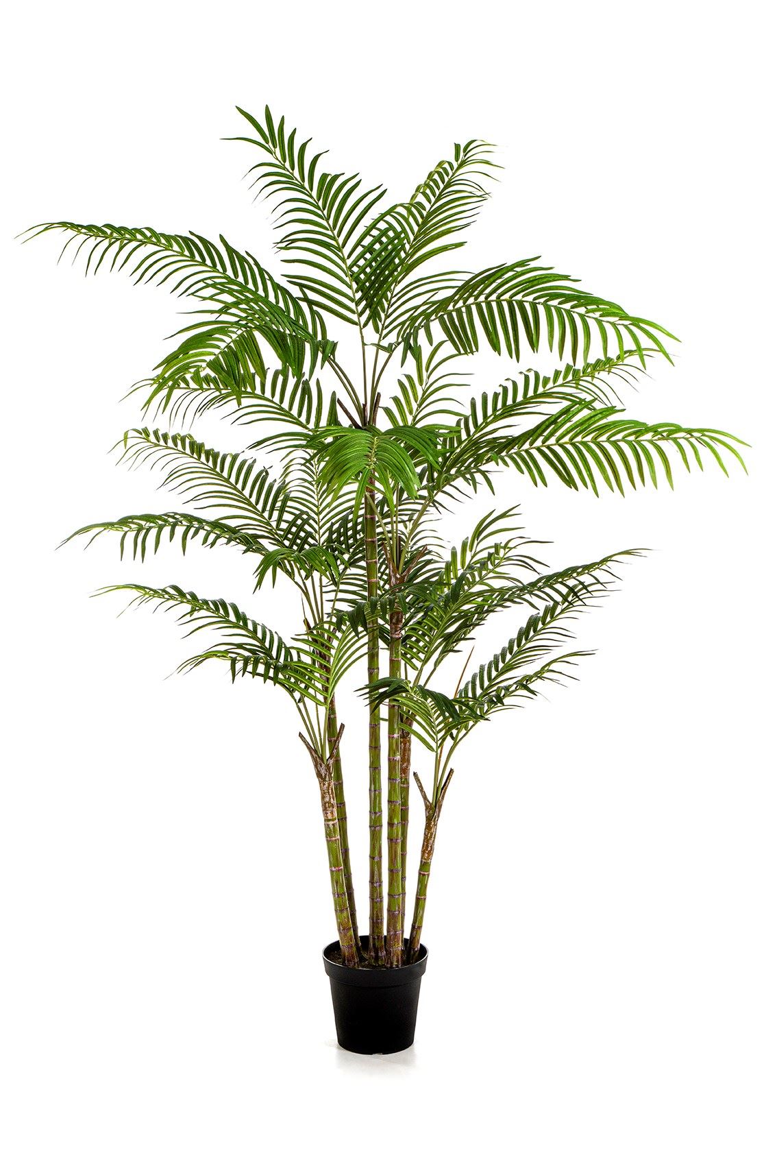 Bamboo Palm