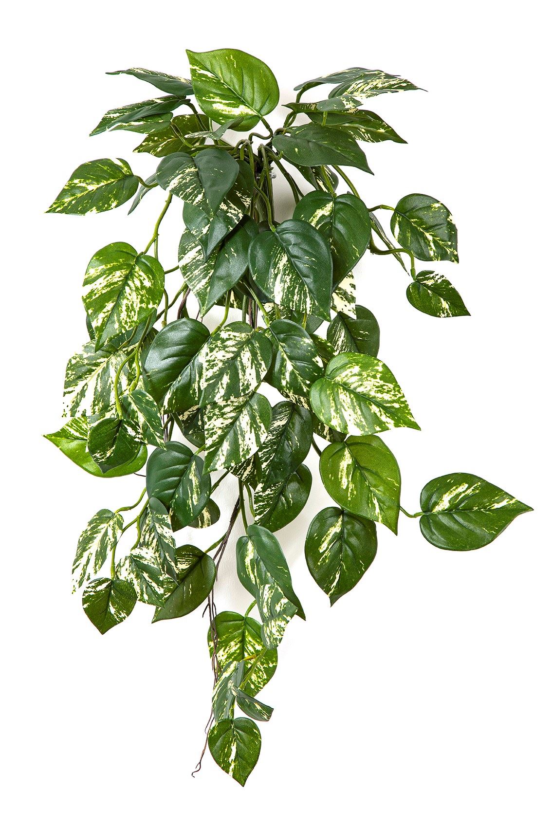 Pothos Hanging Bush - Brandvertragend