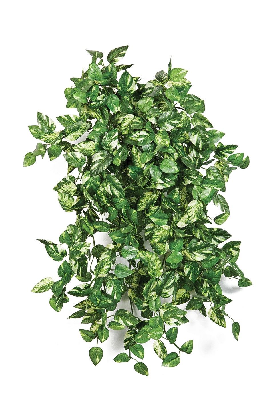 Mini Pothos hangplant