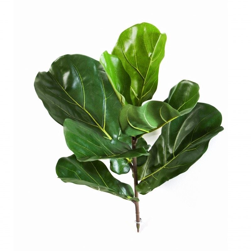 Fiddle Leaf Spray