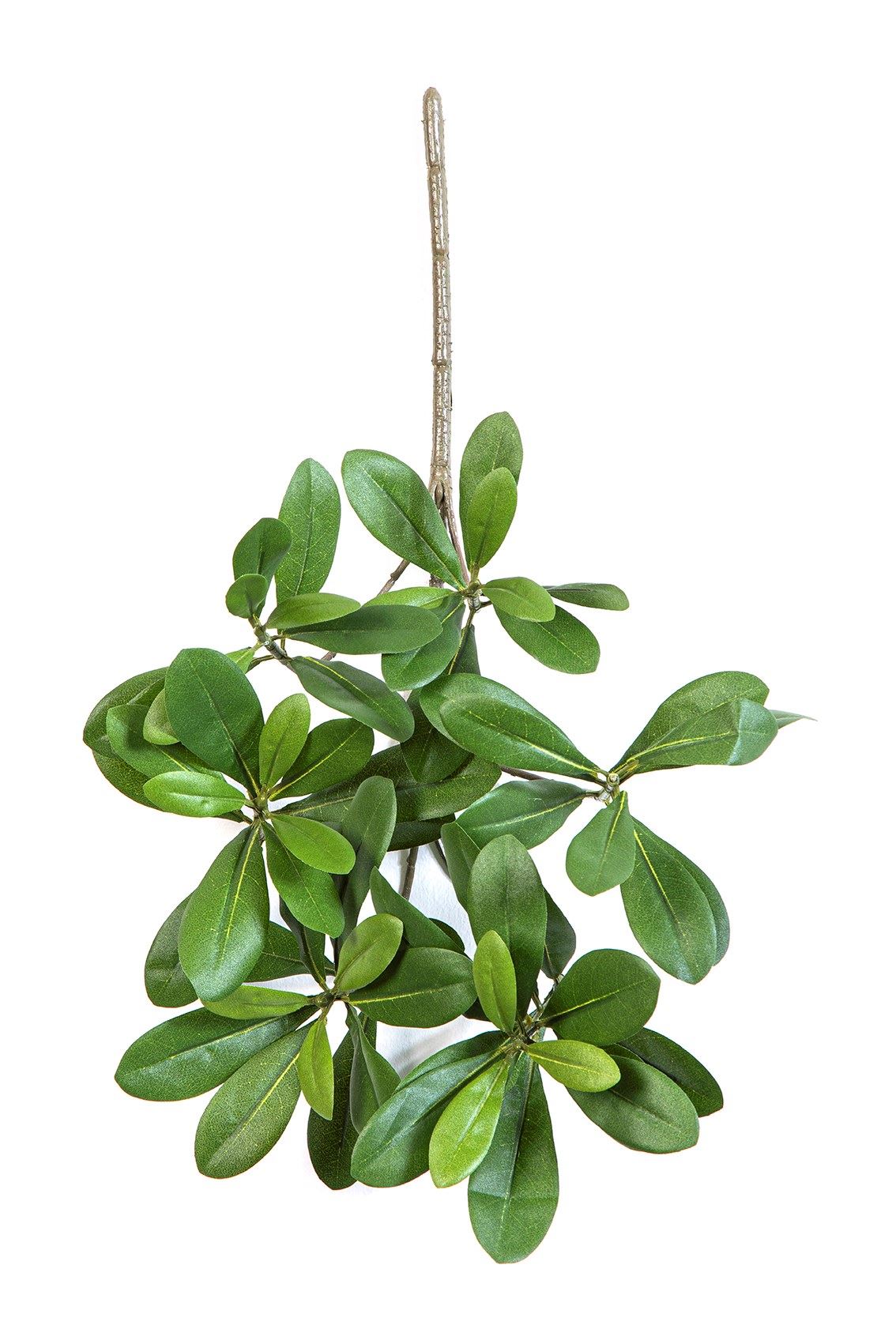 Pittisporum Spray Light Green - Brandvertragend