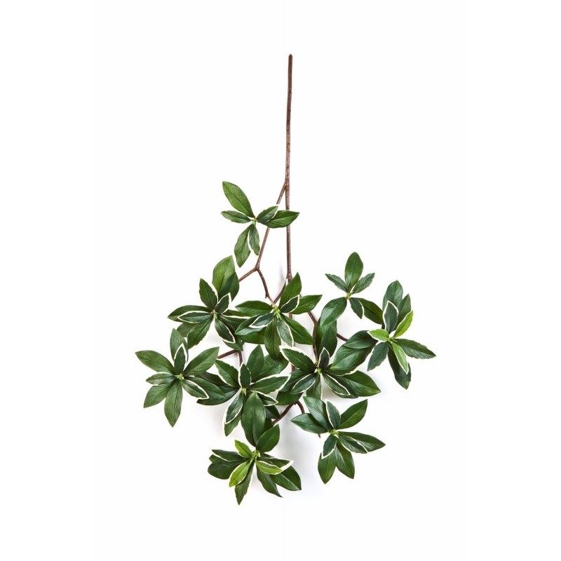 Euonymus Japonicus - Wit gekleurd blad