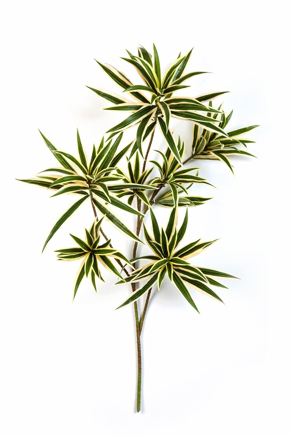 Dracaena Reflexa Spray - Brandvertragend