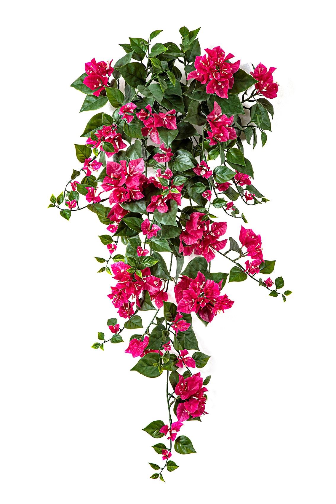 Bougainvillea Fuchsia hangplant - UV-werend