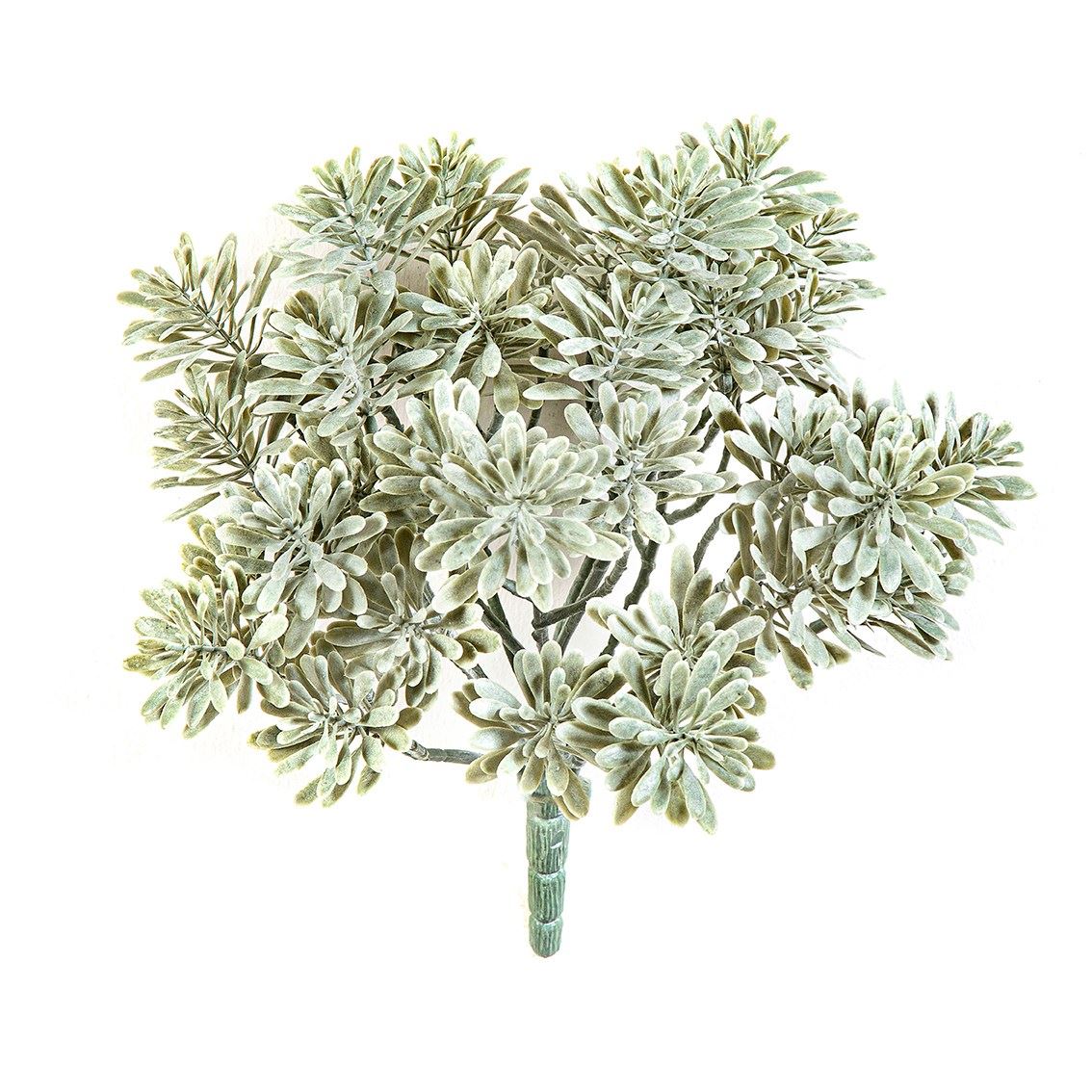 Silver Dusty Miller - UV-werend