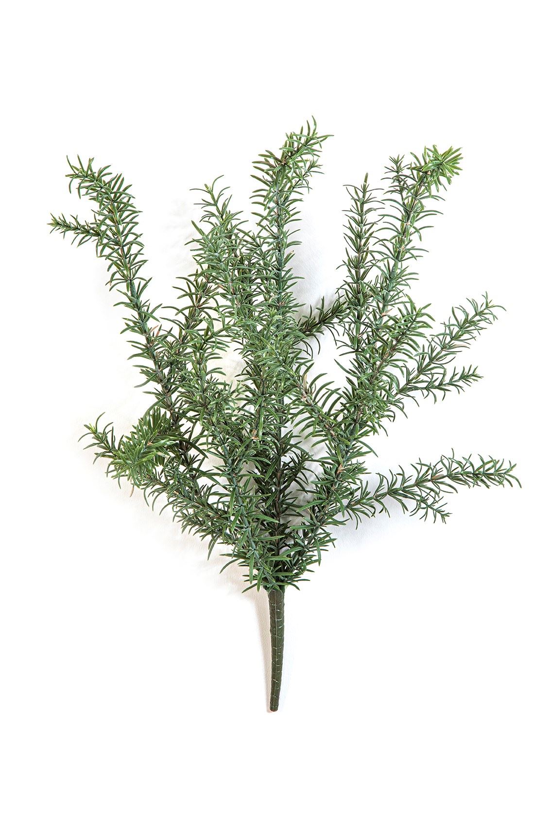 Wild Rosemary Bush - UV-werend