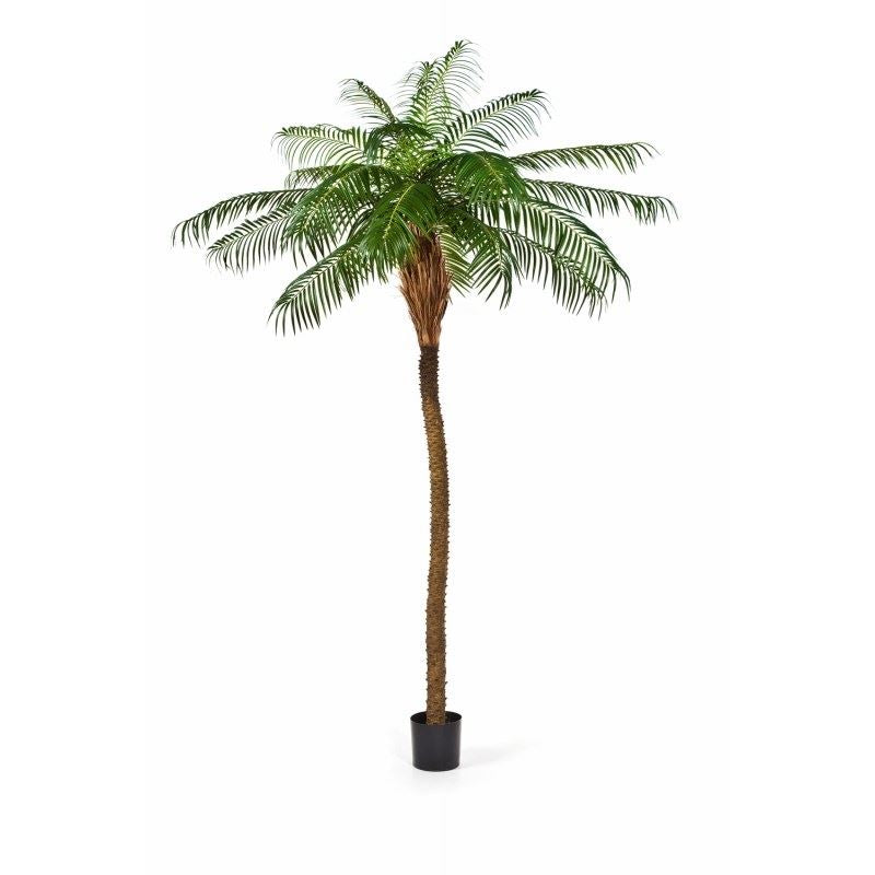 Phoenix Palm Deluxe