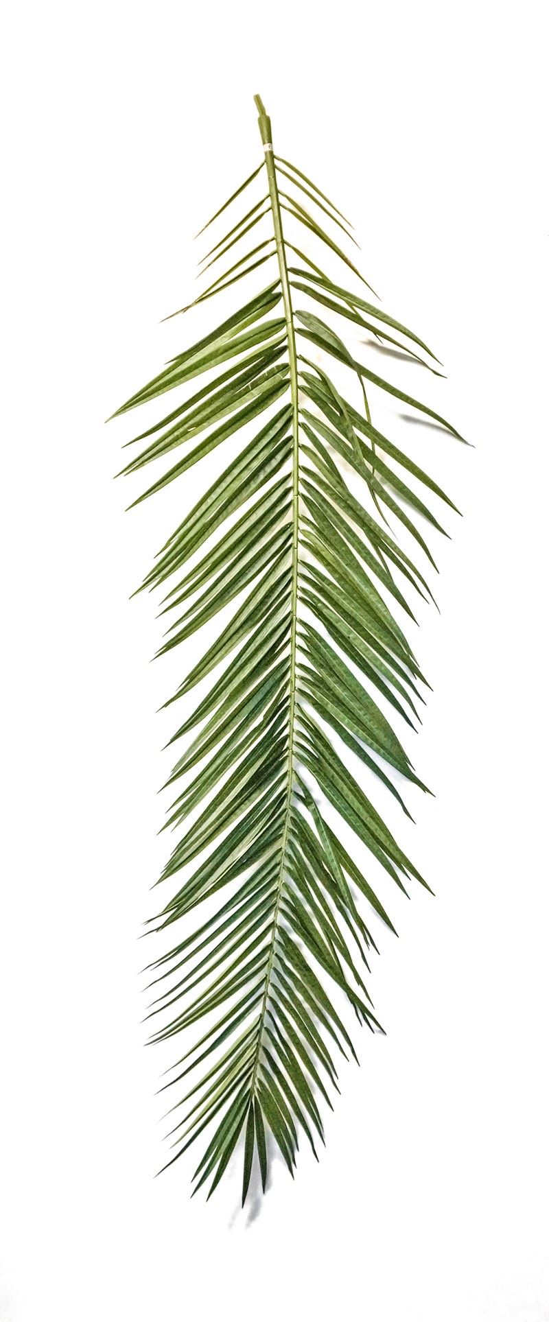 Phoenix Curved Palm blad (15 stuks)