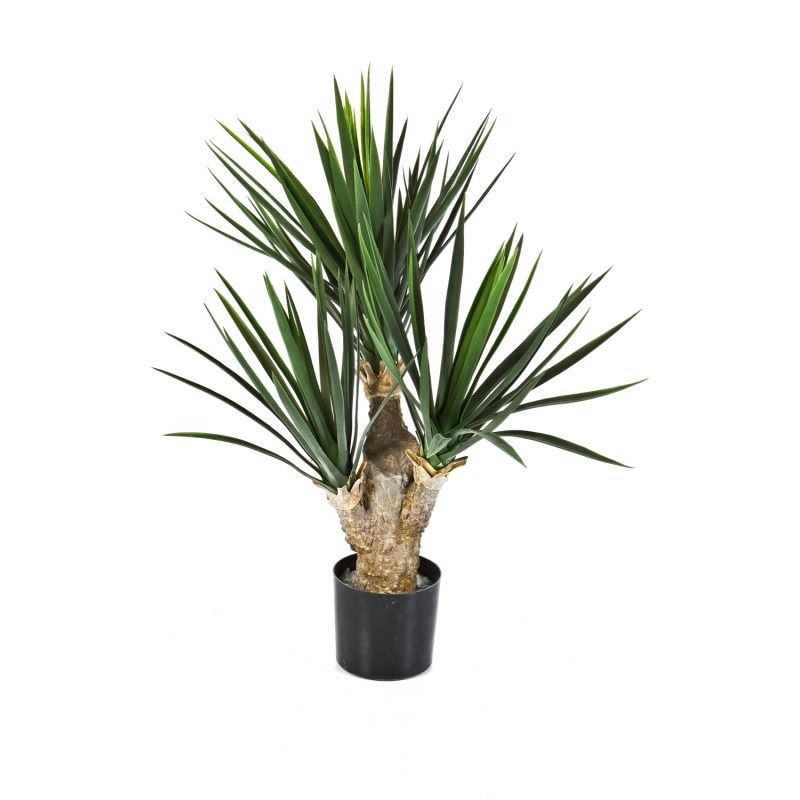 Baby Yucca 3-stammig