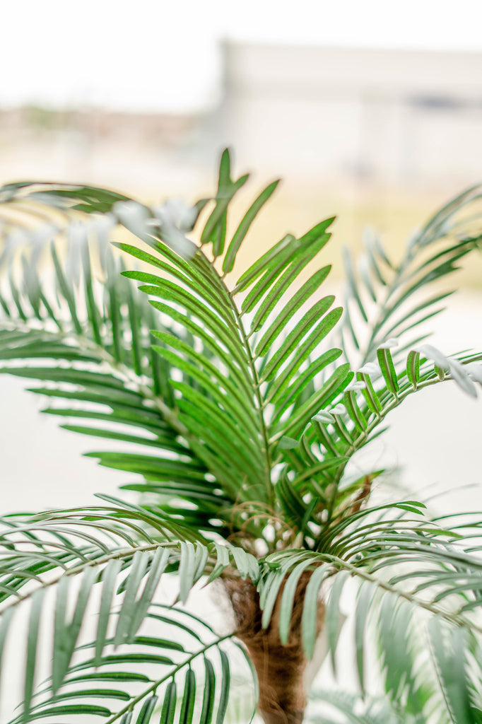 Cycas Kunstpalm Classic 135 cm