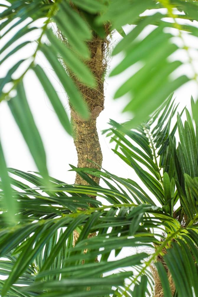 Cycas Kunstpalm Classic 165 cm