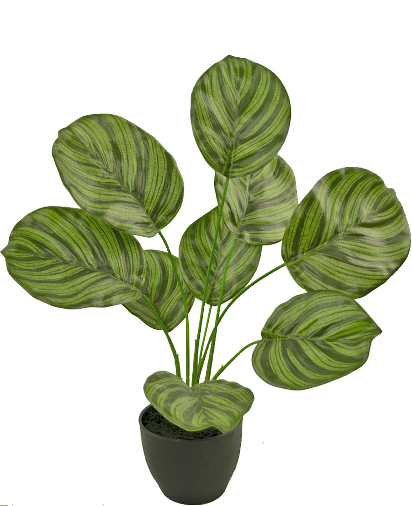 Kunst Calathea 48 cm  in sierpot zwart