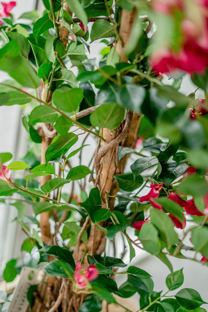 Kunstplant Bougainvillea Liana Fuchsia 115 cm