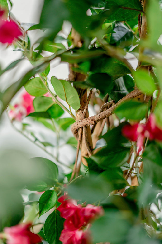 Kunstplant Bougainvillea Liana Fuchsia 115 cm