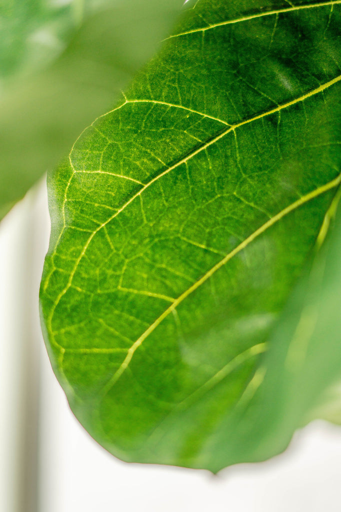 Kunstplant Fiddle Leaf 225 cm