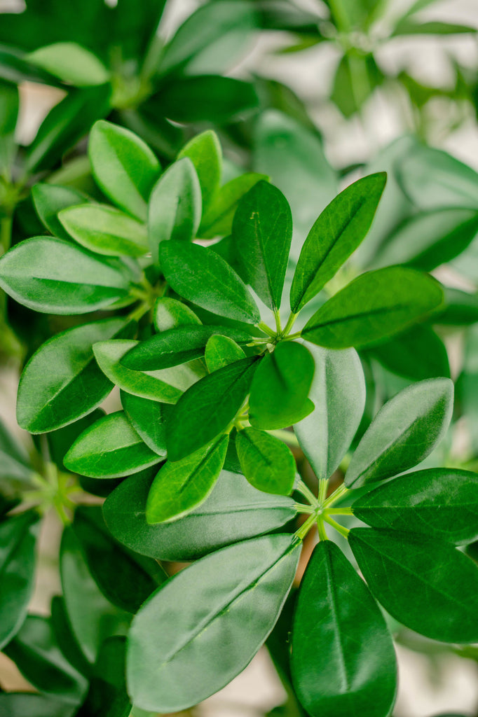 Kunstboom Schefflera 120 cm.