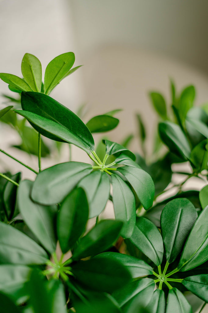 Kunstboom Schefflera 120 cm.