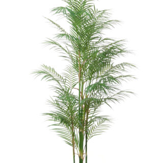 Areca palm h 145cm lrm17050 145